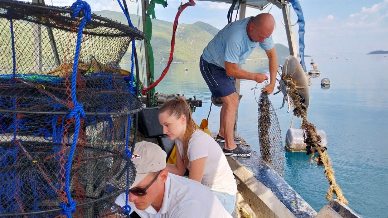 Korak bliže održivoj akvakulturi: Pilot projekt uzgoja školjki i algi u Malostonskom zaljevu